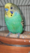 Budgerigar Bird / Bazigar